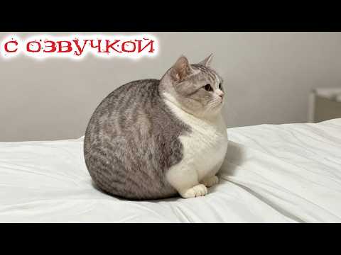 Приколы с котами! С ОЗВУЧКОЙ! САМЫЕ СМЕШНЫЕ ЖИВОТНЫЕ! Смешные Коты и Собаки!