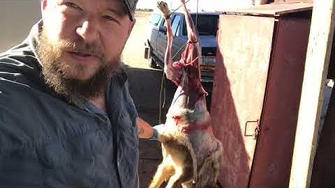 How to skin a coyote for the fur trade! Fur handling part 1