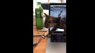 Newborn Kitty Exploring Her New House