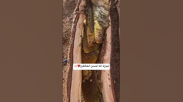 تلاوة خاشعة #القرآن_الكريم #تلاوة_خاشعة #القرانالكريم #تلاوات #ارحقلبك #تلاوات #راحة_نفسية