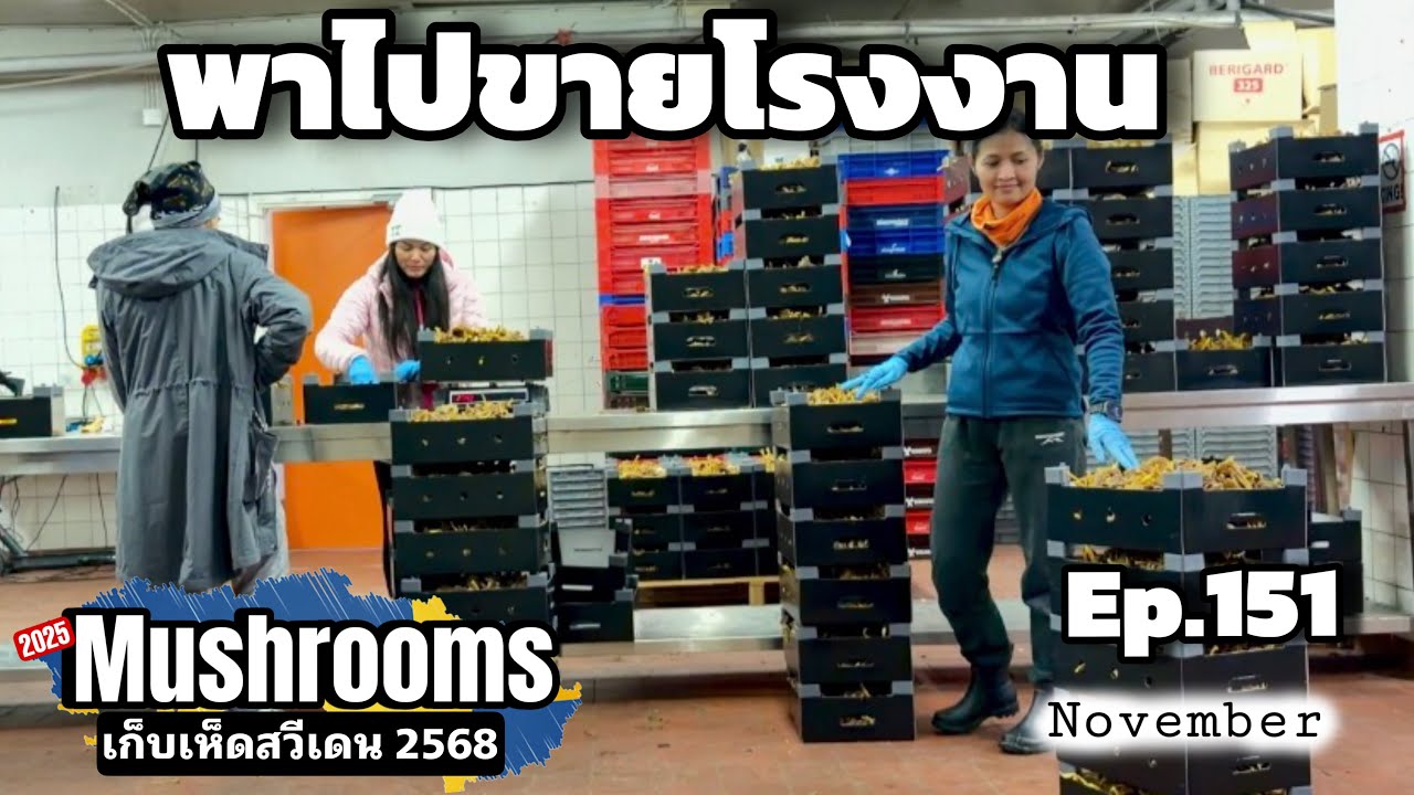 Ep.151 สรุปผลงานเก็บเห็ดขายท้ายฤดูเกือบ 50 กก. ความสุข ความสนุก ชีวิตง่ายๆในสวีเดน🇸🇪
