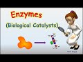 What are enzymes cofactor coenzyme and prosthetic group