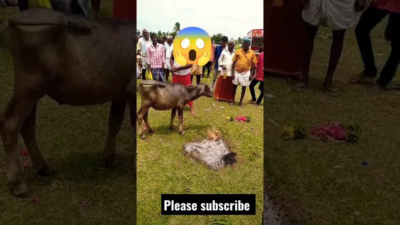 gangamma jatara festival 🤦🤦