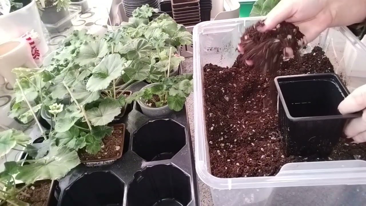 Пеларгонии#  увеличиваю объём грунта и хочу обсудить новые площадки для общения 🤗 