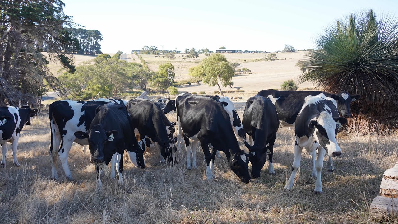 IMPOR RATUSAN SAPI PERAH !! SELEKSI SAPI AUSTRALIA KUALITAS ISTIMEWA !! MURAH MERIAH ‼️BORONGGGGGGGG