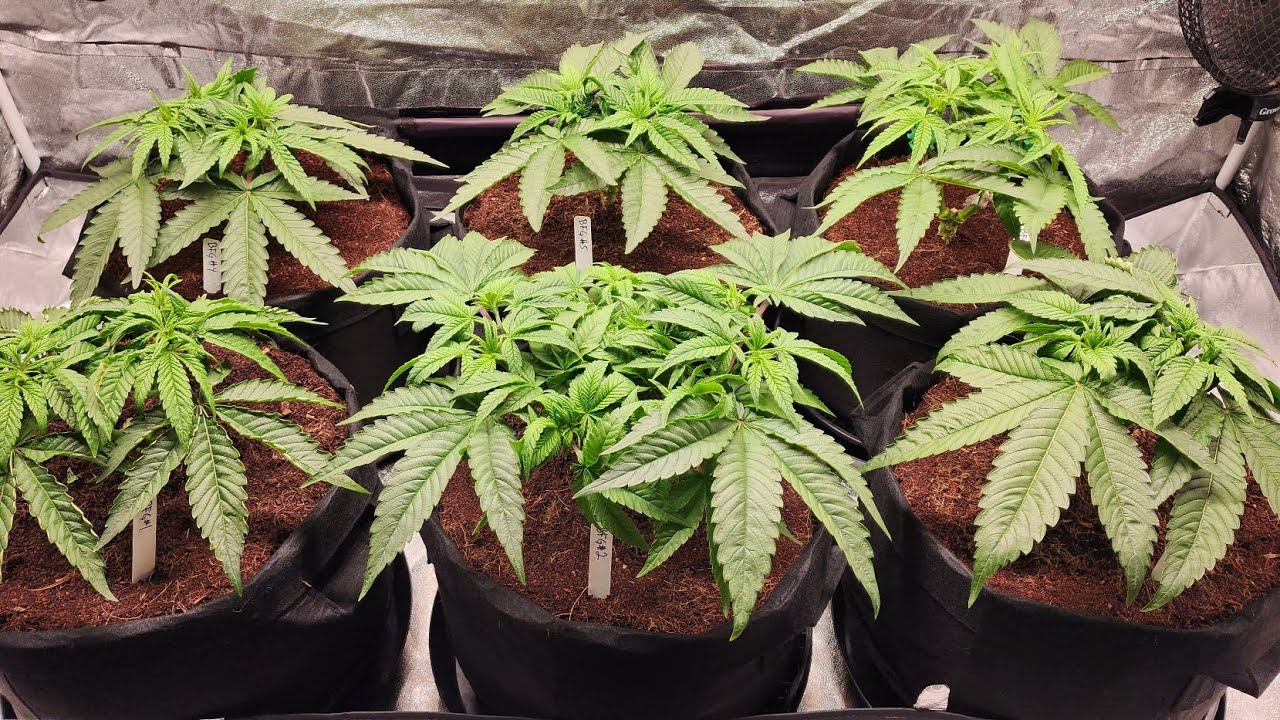 Trainwreck x Wedding Pie 🪴 veg week 7 / day 46 from seed 🌱