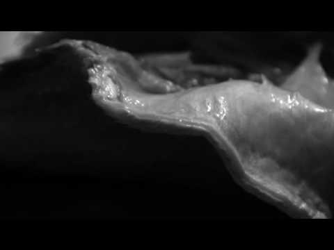 The Holy Circle — The Holy Circle "Early Morning"