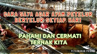 Cara Agar Ayam Petelur Bisa Bertelur Setiap Hari