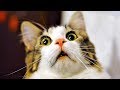 VIDEOS DE GATOS CHISTOSOS 🔵 VIDEOS DE RISA DE GATOS GRACIOSOS