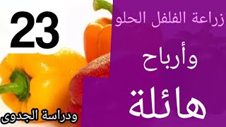 23- مشروع زراعة الفلفل الحلو بالصوبات الزراعية وأرباح هائلة | مشروعي My project