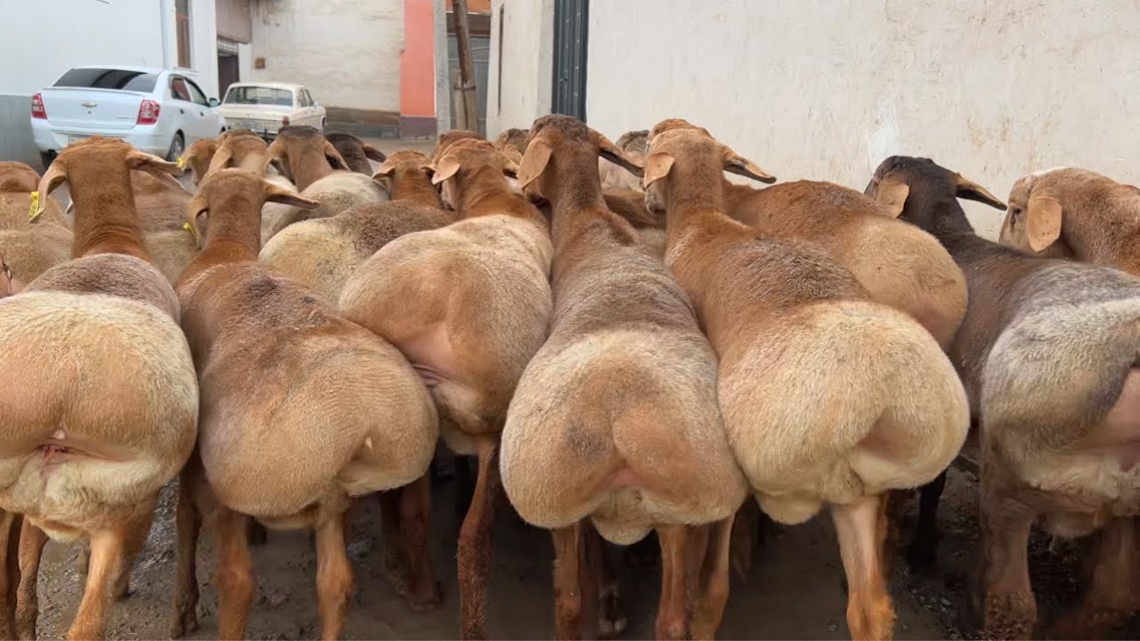 😱 Ilyos togaga daxshat ARASHAN Chempion QOZILAR  keldi!🏅