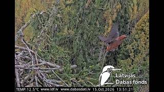 J E20261015 134945CrossbillsVisit