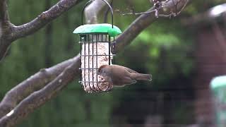 Urban Birding in a Cold Wet Week January 2021