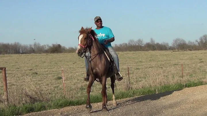 Strawberry Roan Tennessee Walking Horse Mare of To...