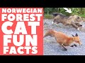 Norwegian Forest Cats 101 : Fun Facts の動画、YouTube動画。