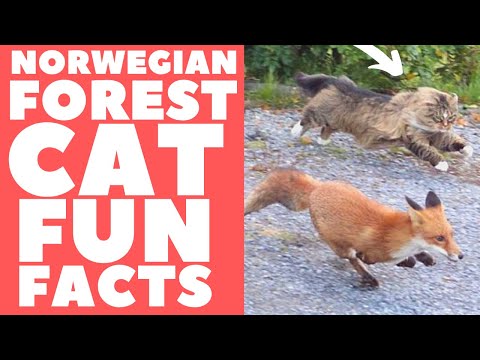 فيديو: أسماء كبيرة لجهودكم القط الغابات النرويجية