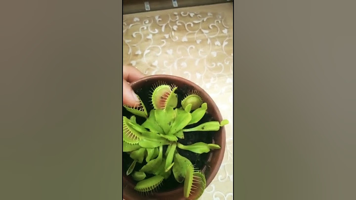 Planta carnívora Dioneia muscipula