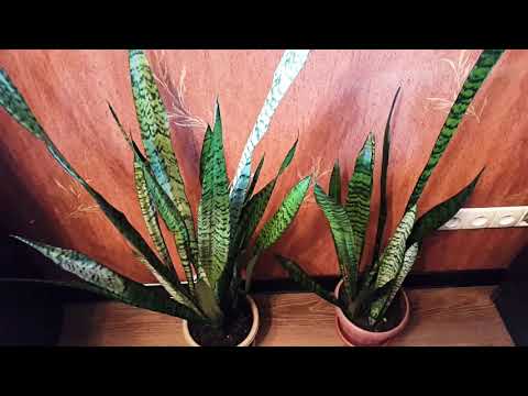 Video: Sansevieria кайнене тилинин отоо чөптөрү: кайнене тили өсүмдүгү менен кантип күрөшүү керек