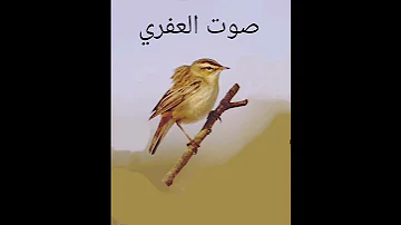 صوت العفري بجوده عاليه 