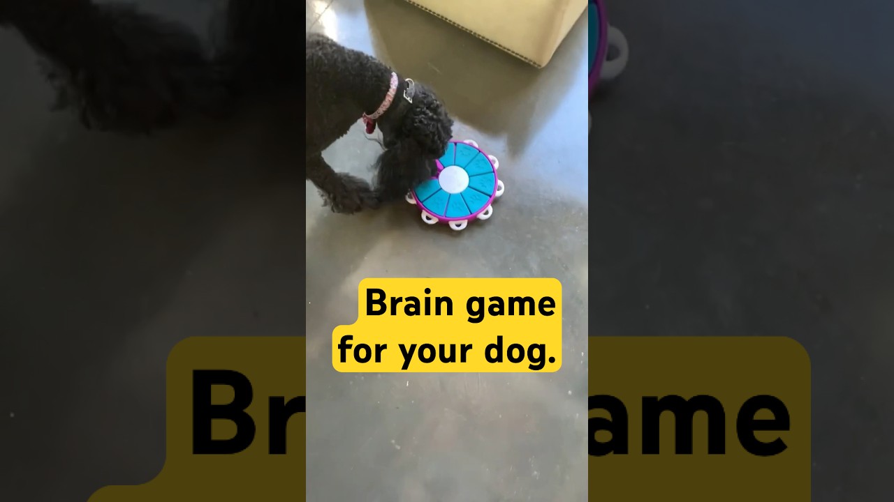 Outward Hound Nina Ottosson Dog Twister Puzzle Brain Game 