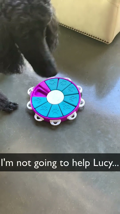 Nina Ottosson Dog Treat Maze Interactive Dog Toy – Dr. Judy Morgan's  Naturally Healthy Pets