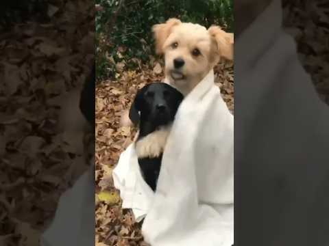 На это можно смотреть ВЕЧНО!! Смешные Кошки и Собаки! 😂😂😂 #Shorts