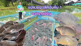 สุดยอดวัยรุ่นสร้างานตัว!! เลี้ยงปลาหลากหลายสายพันธุ์!!จับขายทุกวันมีรายได้ทั้งปี