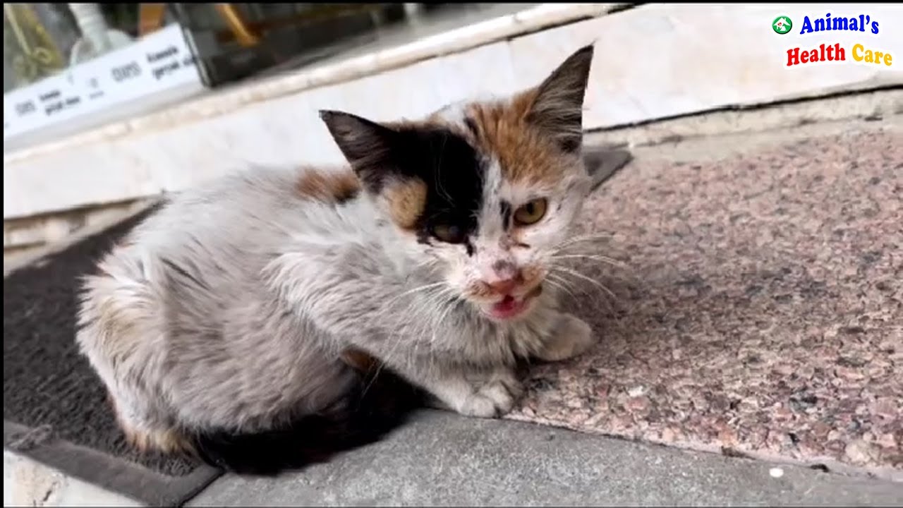 Will You Care a Sickness Cat? Poor Cat Tearfully Beg for Help from