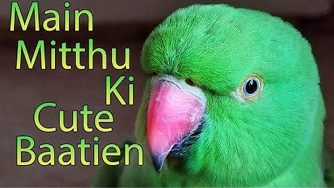 Talking Parrot Interacts Adorably With Owner | Best Talking Parrot Whistling Video #talkingparrot