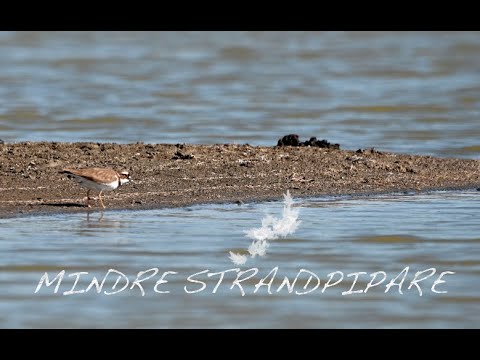 Mindre Strandpipare - Little Ringed Plover - 4k Bird video