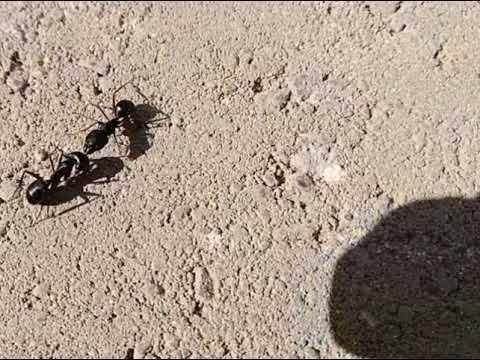 Barefoot Ant Crush