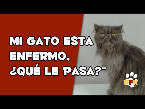 Video: 5 Enfermedades Comunes De Los Gatos Que Se Ven Afectadas Por La Nutrición