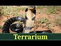 Королевская кобра, или гамадриад (лат. Ophiophagus hannah)