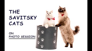 The Savitsky Cats on photo session with Charlie Nunn Photography
