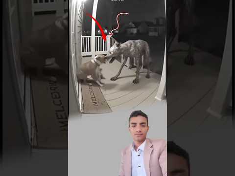 في ظلمة الليل انطلقت معركة شرسة بين الكلب والكائن الغريب وفي النهاية وقف الكلب منتصر ا اكسبلور لايك