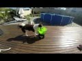 Go BOB Go Godoggo Go BOB Go Godoggo