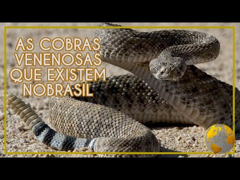 Vídeo: As cobras são os consumidores principais?