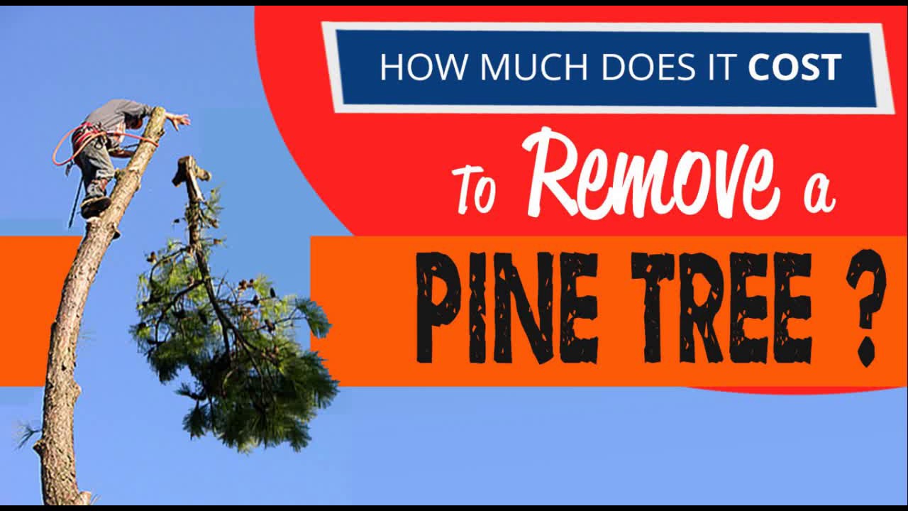 Cost To Remove A Pine Tree