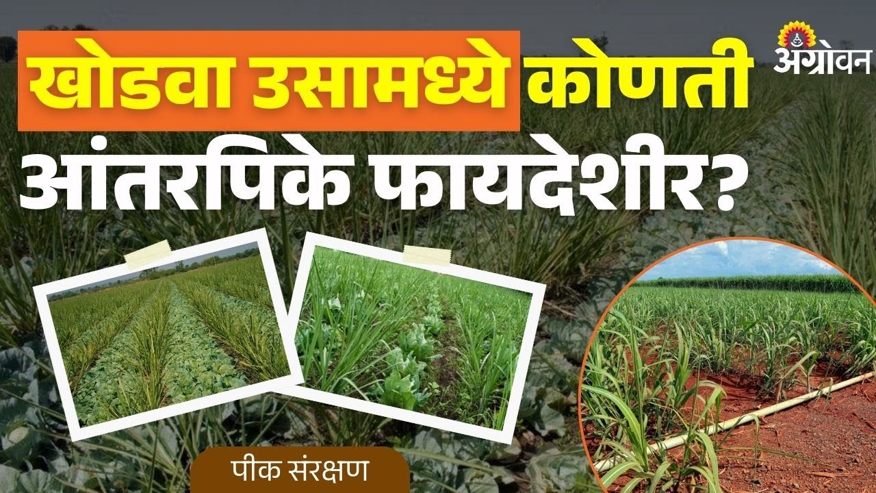 Ratoon Intercropping: आंतरपिके घेतल्याचा खोडवा उसाला काय फायदा होतो? | Agrowon