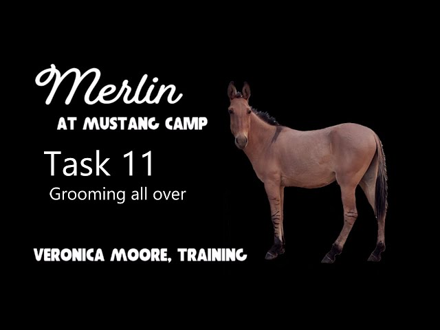 Task 11 Merlin the Mule: Grooming