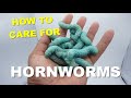 How To Care For HornWorms !! Feeding Your Reptiles !!