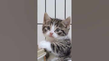 Adorable kitty ❤️✨ #shorts  #cats  #animals  #pets  #cat