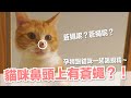 【好味小姐】貓咪鼻頭上有蒼蠅？！孕婦跟貓咪一起喝蜆精～｜貓副食｜貓鮮食廚房EP199