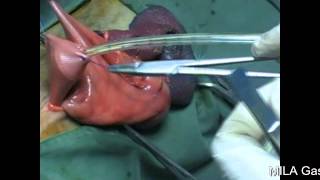 Gastrostomy tube placement in dog or cat (MILA)