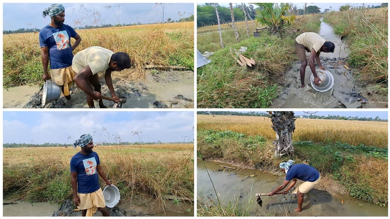 எங்கள் கிராமத்தில் விறால் மீன் வேட்டை |Village life  @Amalavillagefood 