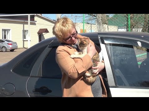 “Котопёс” – для кошек и собак