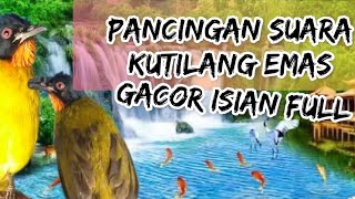 Pancingan Suara Kutilang Emas Gacor Isian Full