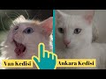 Turkish Angora Cat VS Turkish Van Cat (Ankara Kedisi İle Van Kedisinin Farkı)