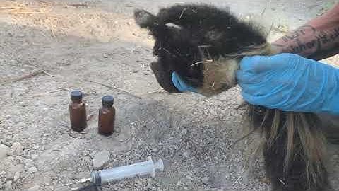 Extracting the essence from a skunk