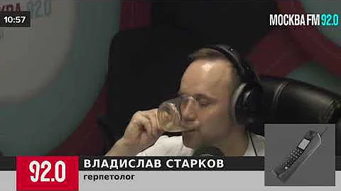 С чем связано массовое появление змей в Москве и опасны ли они - Москва FM
